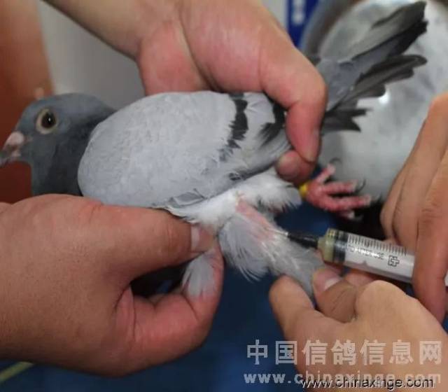 肌肉注射:肌肉注射疫苗可以选在鸽腿部肌肉,不能垂直刺入注射,以免
