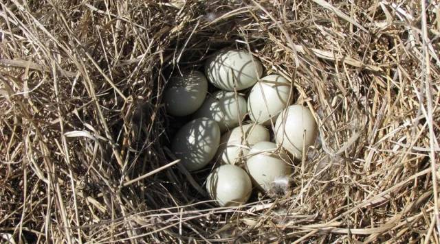 2018金融风暴卷土重来?真相超乎你的想象!