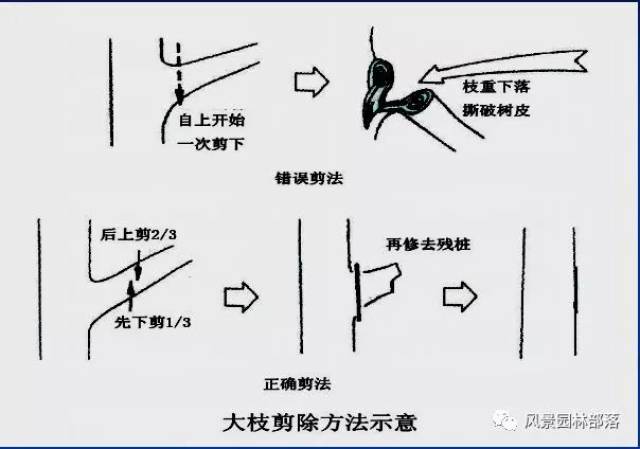 简易方法锯开木头图片