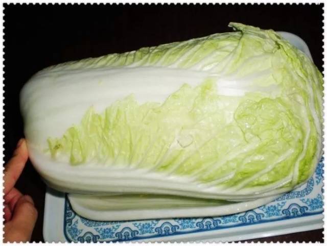 莲花白菜,很漂亮,很禅意