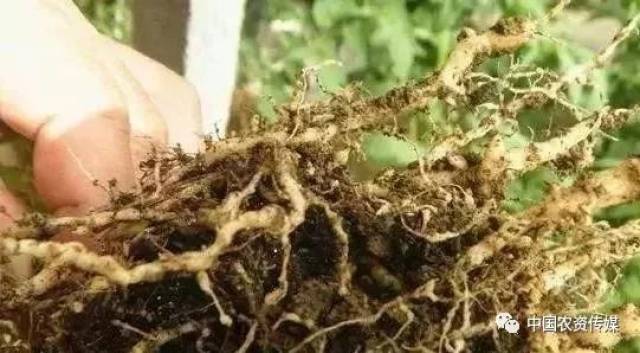 根结线虫防治