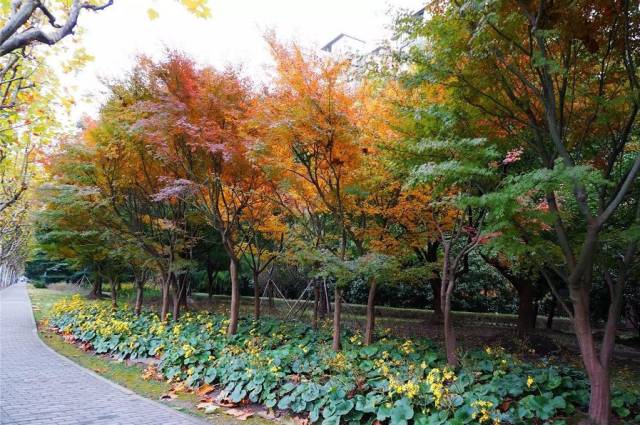 (祖冲之路路旁一景 南北向 高斯路,哈雷路,居里路,牛顿路,法拉第路