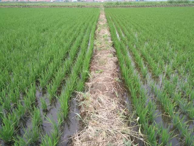 水稻返青期的六大问题!_手机搜狐网
