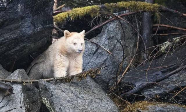 罕见白熊被抓拍到调皮吐舌头全球仅剩500只