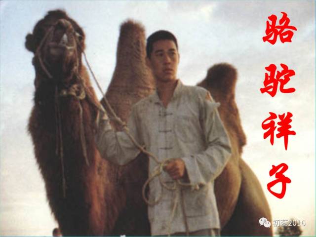 骆驼祥子中老马的图片图片