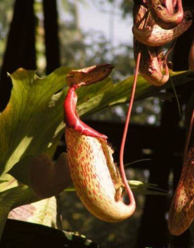 食虫植物系列:"请君入瓮"的猪笼草