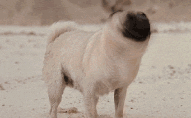 490_303gif 动态图 动图