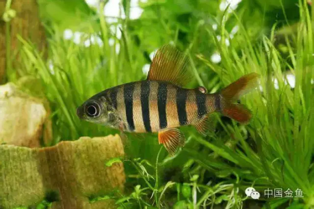 揭秘"神奇"的泰国鱼市,令人真的不敢相信!