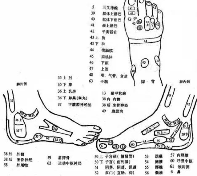 技術足療反射區對應圖手法疾病都有說明