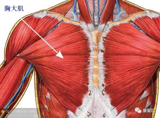 胸小肌卡压图片