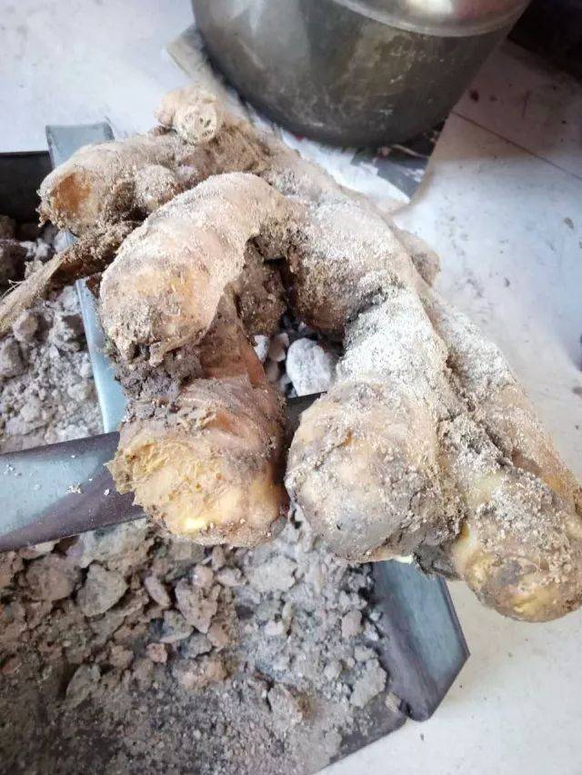 有部分大姜头已有腐烂病斑(特别是露出头的姜块);并且自生姜入窖后,因