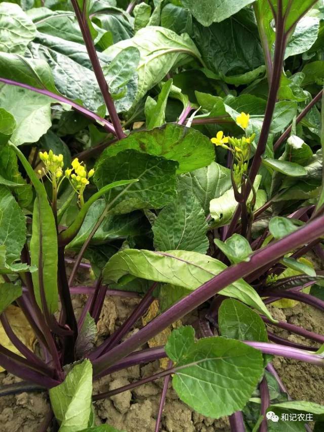 2月8日-2月11日菜单