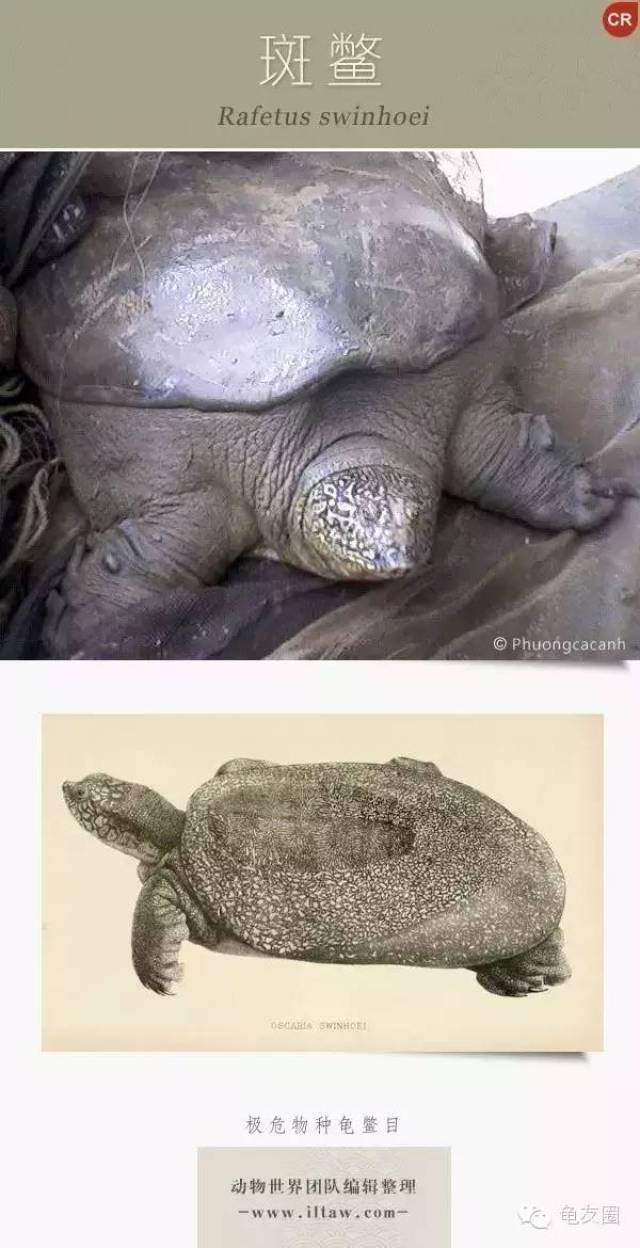 你家有几样世界极危物种?_搜狐网