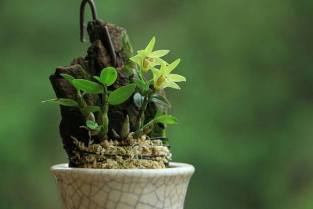 铁皮石斛如何种植,既是药材,又是盆栽_手机搜狐网