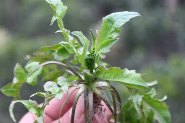 农村这5种野菜,有很多药用价值,开春后一定要多吃,尤其是去火