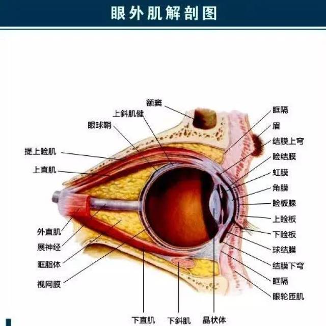 眼睛结膜位置图,结膜囊位置图片