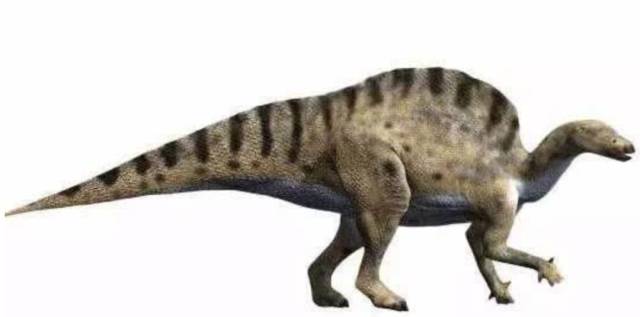 无畏龙_手机搜狐网