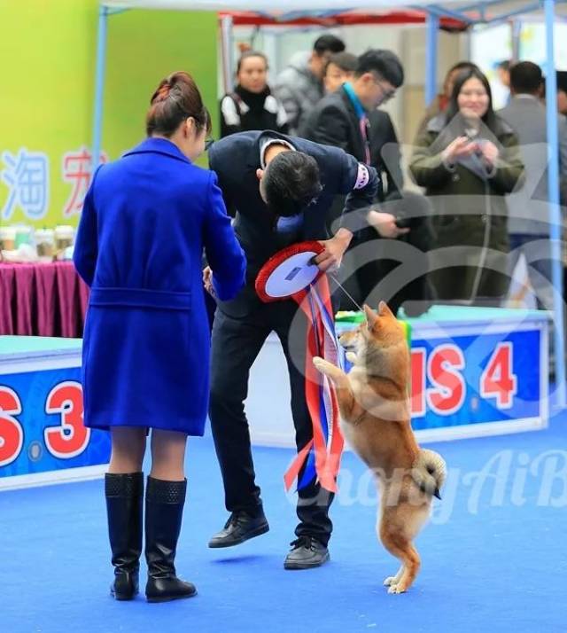 jbis2: 柴犬,vela anson i,犬主:chan wang tai