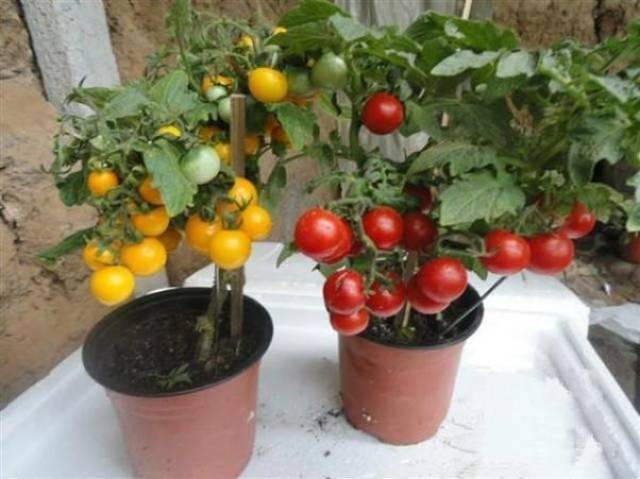 【阳台diy】如何种好盆栽蔬菜