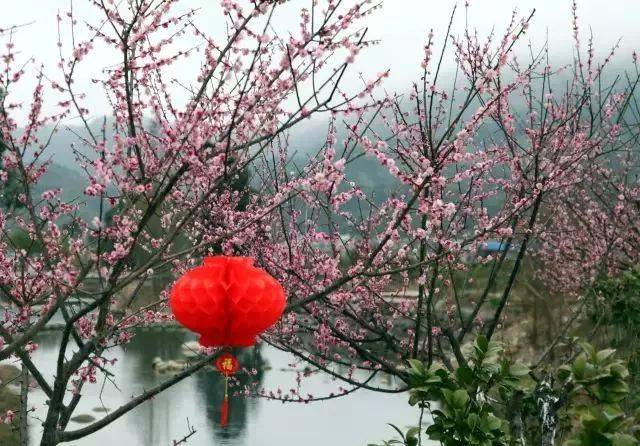 今年小年89日去哪裡來武功山石溪百鳥園梅花百鳥免費午餐僅需35元