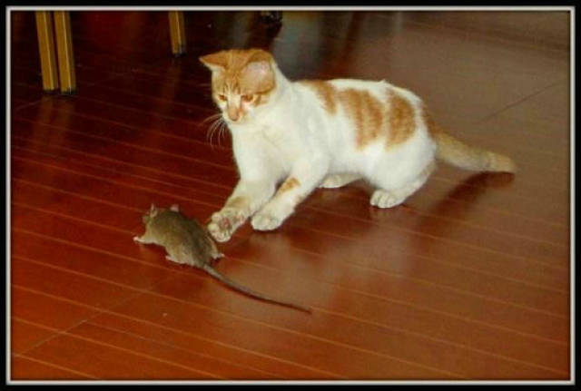猫抓老鼠叫声图片