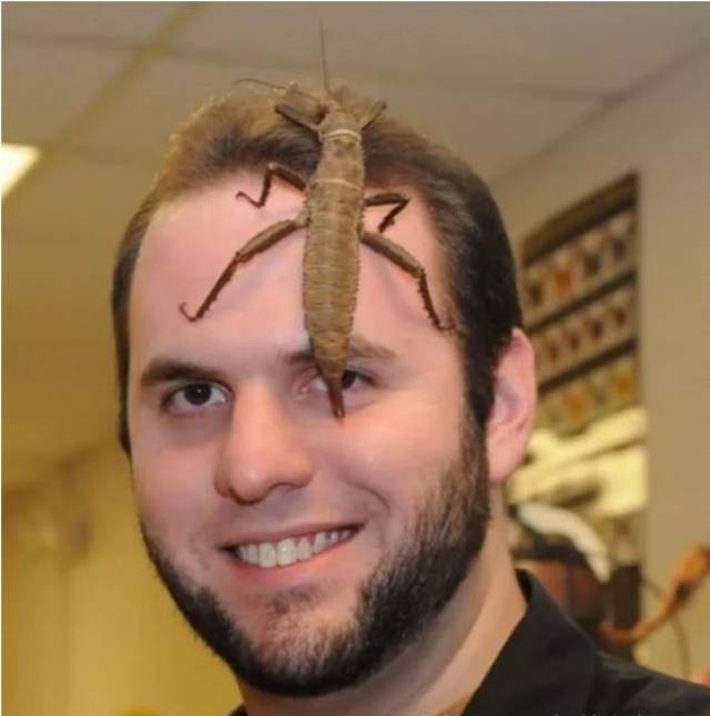 4. 新西兰巨沙螽.