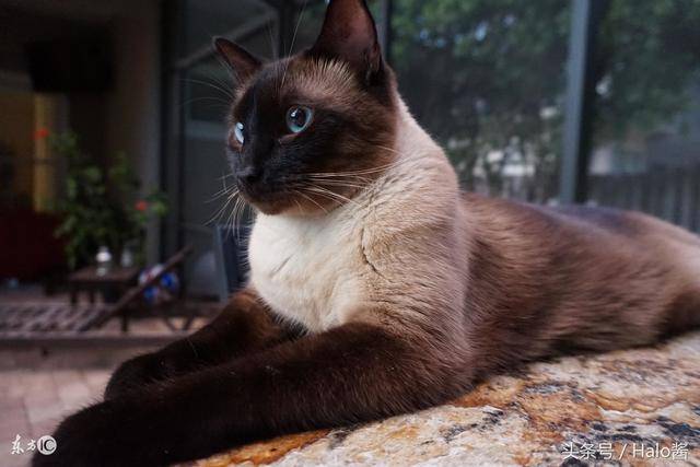 暹罗猫在冬天脸会更黑?试试开大暖气它就会变回浅色!