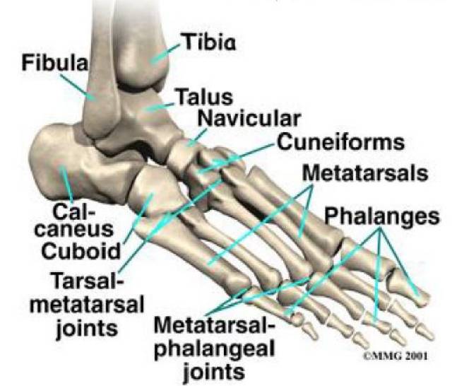 足骨共26块,分为跗骨,跖骨和趾骨(距下接跟,前接舟;内排三楔,外排骰)