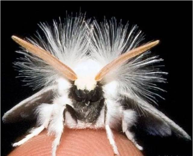 21. 不丹婆罗门蛾.