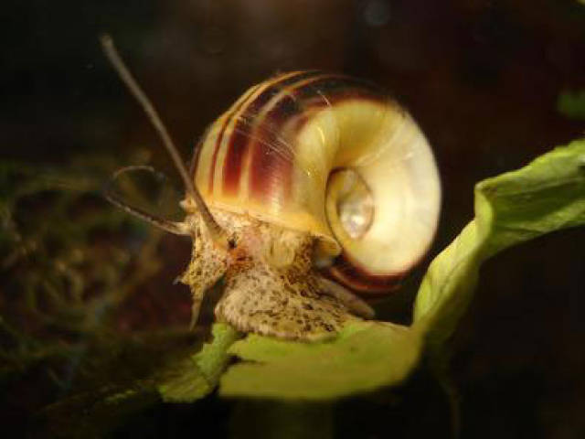 今天带大家认识草缸的螺类