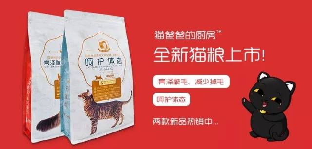 猫咪到底需不需要遛?怎么遛猫?