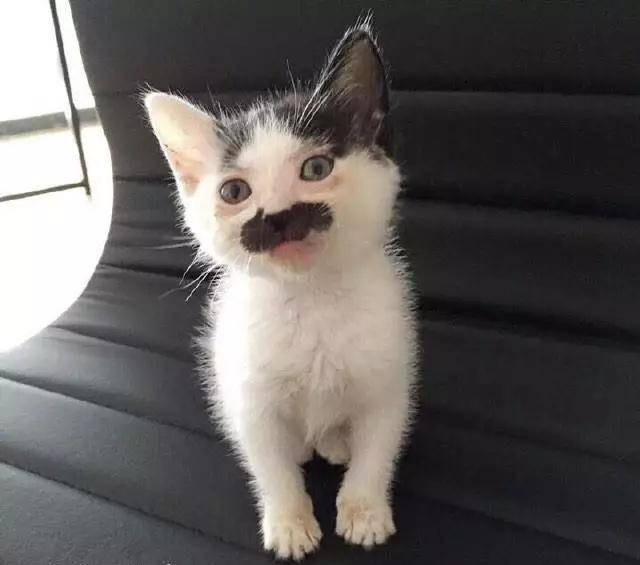 网友晒丑猫照片真是够了本喵不要面子的啊