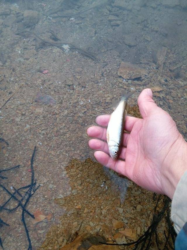 钓鱼大锋子(钓鱼大锋子百家号)