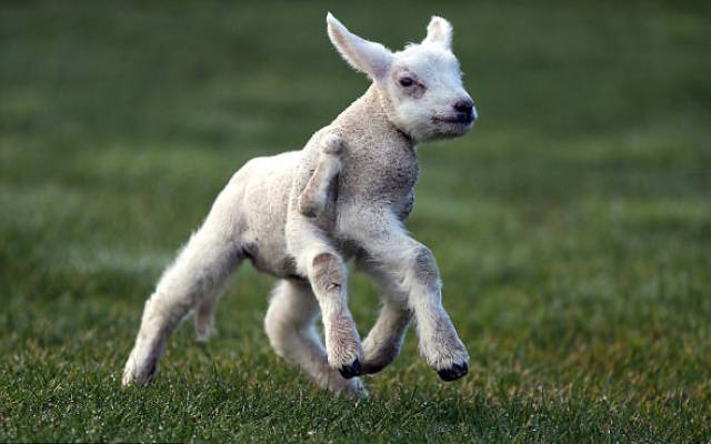 英5条腿畸形小羊被母亲抛弃 幸获主人宠爱