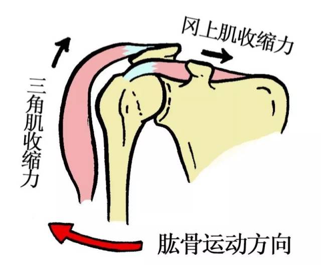 2外旋作用—冈下肌,小圆肌;内旋作用—肩胛下肌,形成力偶,稳定肩关节