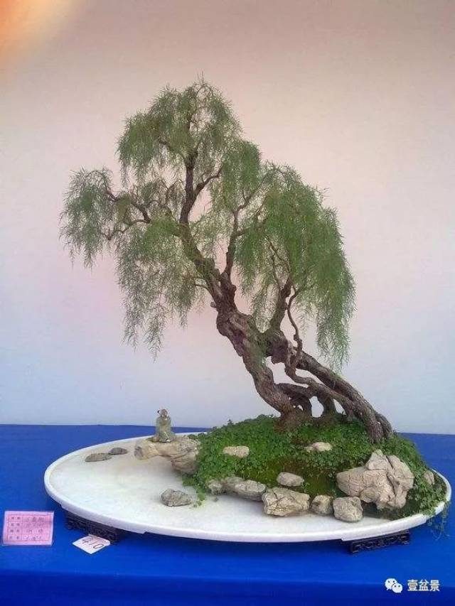 关于柽柳的树形制作,栽种用盆与养护