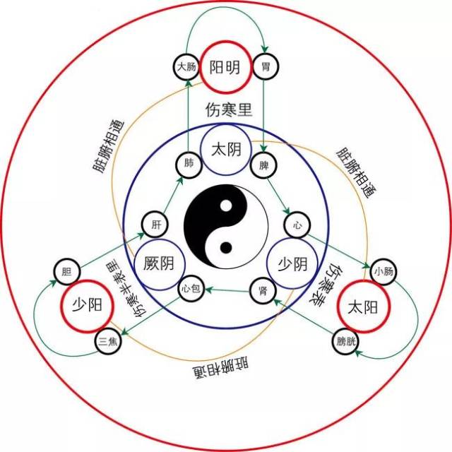 人体气血走向图图片