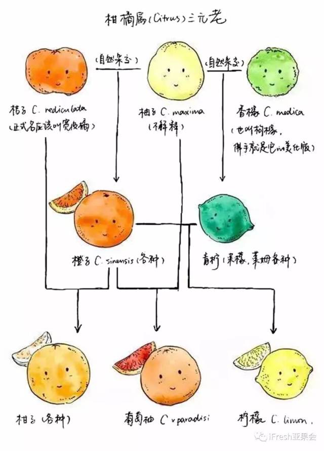 一文读懂柑橘品种的前世今生（深度科普）_搜狐网