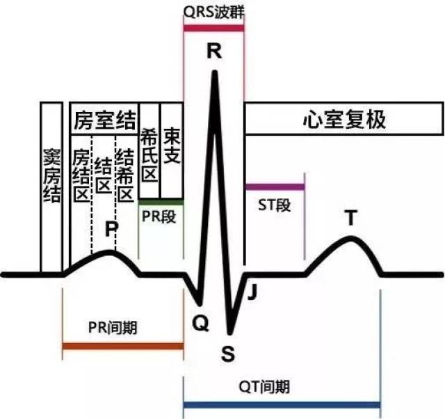 图1 正常的心电图波形