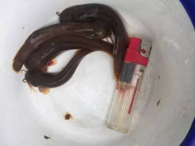 小编在这里卖个关子,这绝对不是鲶鱼!