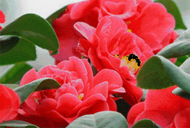 这个周三,来杭州植物园一起赏茶梅吧!