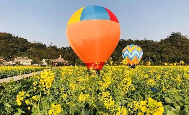 关键词:斗门最大油菜花田,拍照,长辈最爱 观赏时间:2月16日—3月16