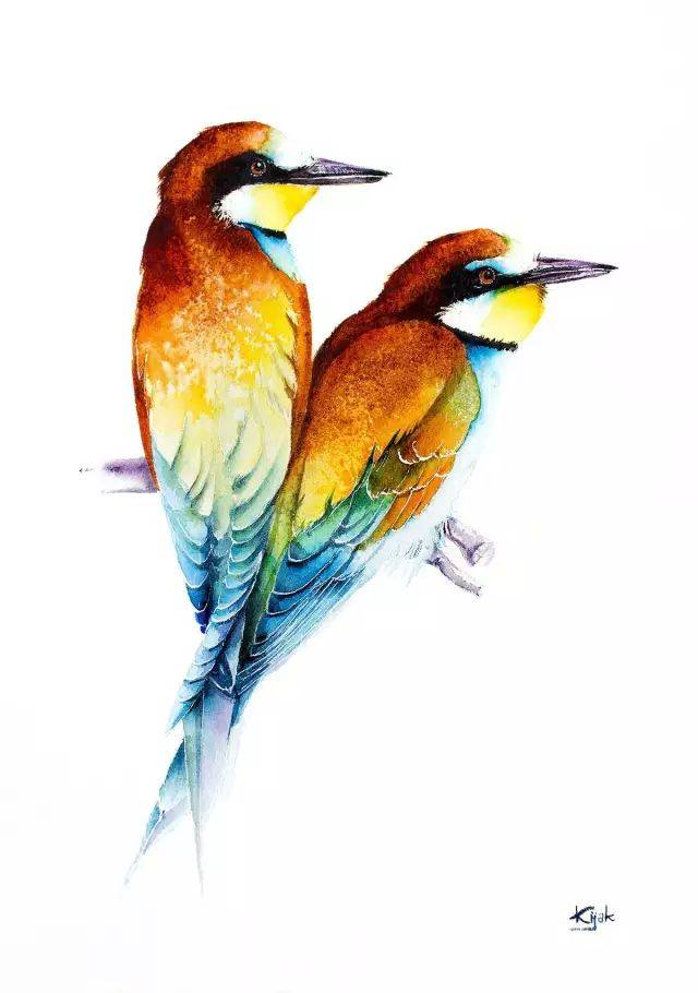 用水彩画鸟，不是一般的美！_手机搜狐网