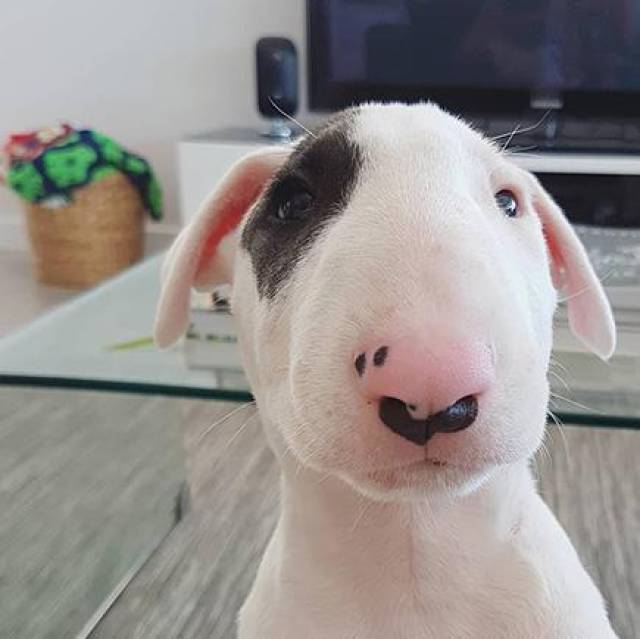 这年头丑到极致也能红牛头梗一颦一笑都像被谐星附体超搞笑