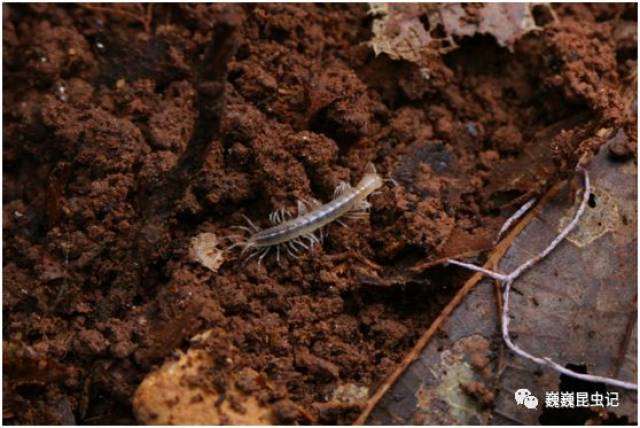 条马陆paradoxosomatidae