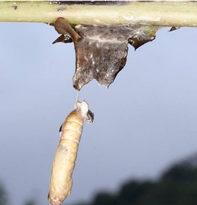 蛹为被蛹,圆筒形,淡黄色,被有白色蜡粉.
