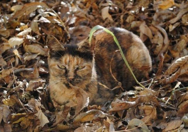 下面的图片中的猫被捕捉到使用他们的宠物迷彩隐藏他们的主