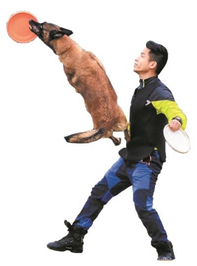 东莞寮步小伙勤学练成训犬师 "小鲜狗"训出小乖狗