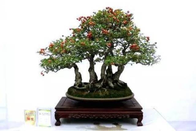 盆景艺术的美学"三境"