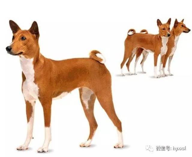 doghood doglike dogberry 梾木的果实;梾木;花楸 dogbiscuit 喂狗的